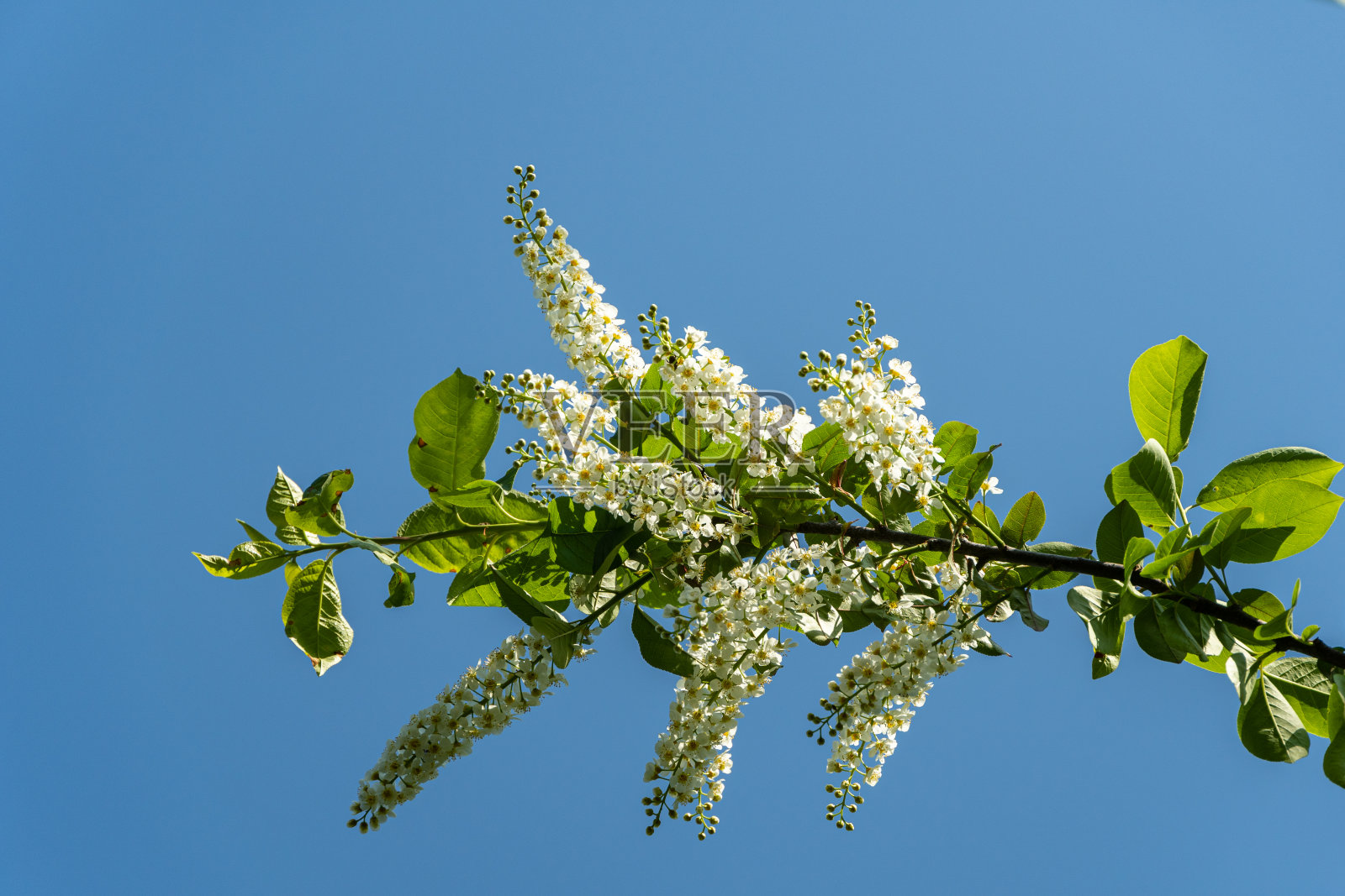 盛开的红李树“西伯利亚之美”在春天的园林景观。白色花朵的盛开的鸟，樱桃或五月节树与蓝天的概念设计。放置你的文本。照片摄影图片