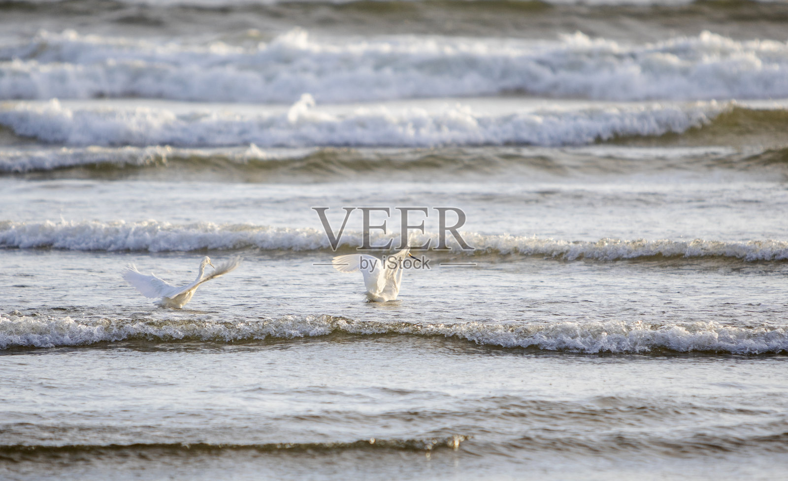 雪白鹭照片摄影图片