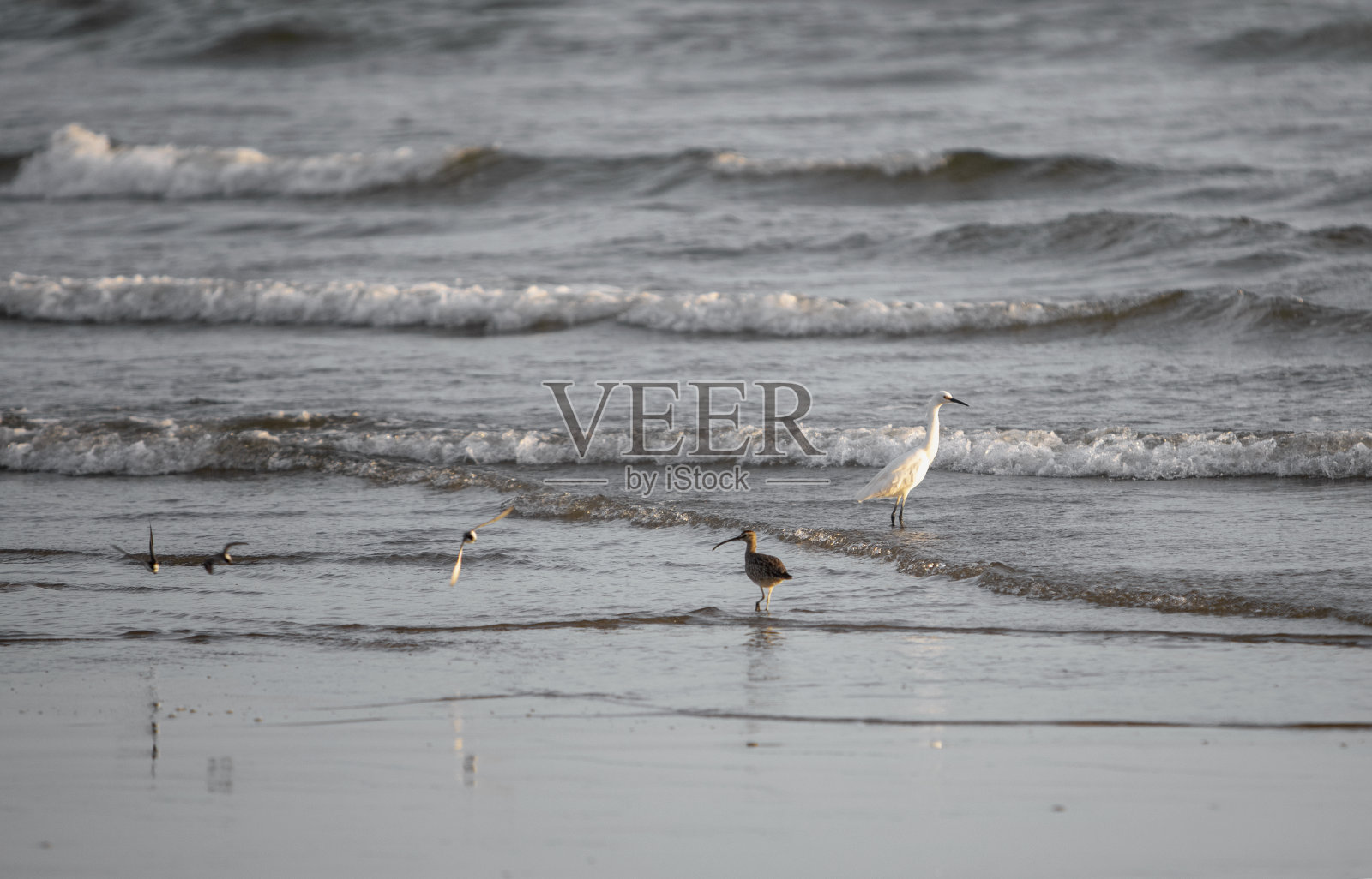雪白鹭照片摄影图片