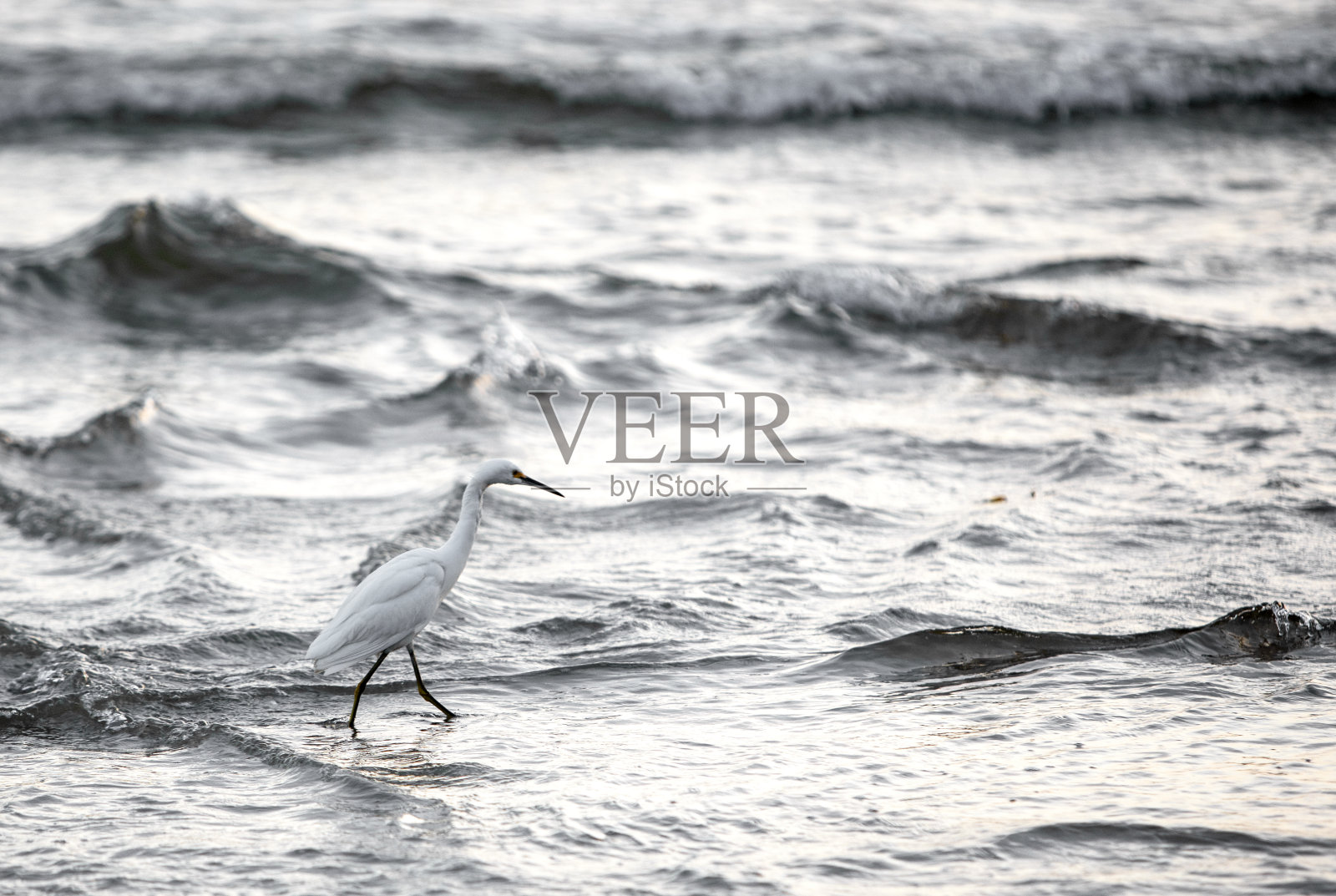 雪鹭照片摄影图片