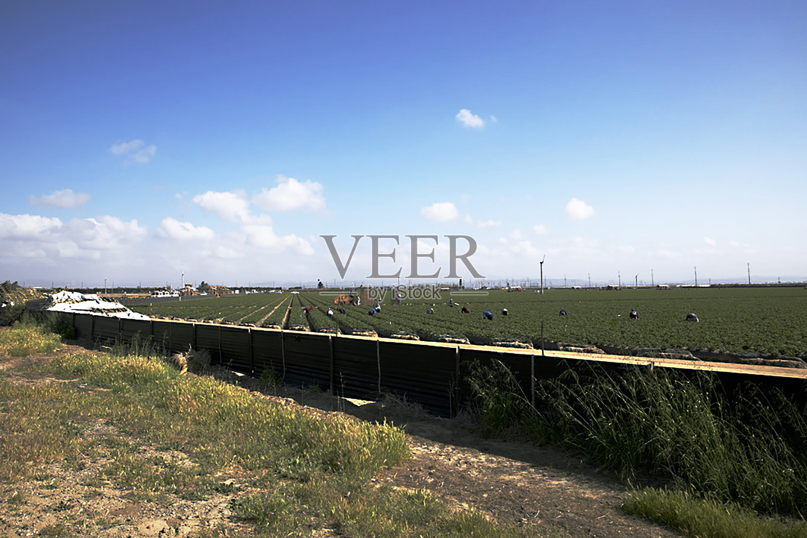 有机农场，卡马里略文图拉县加州照片摄影图片