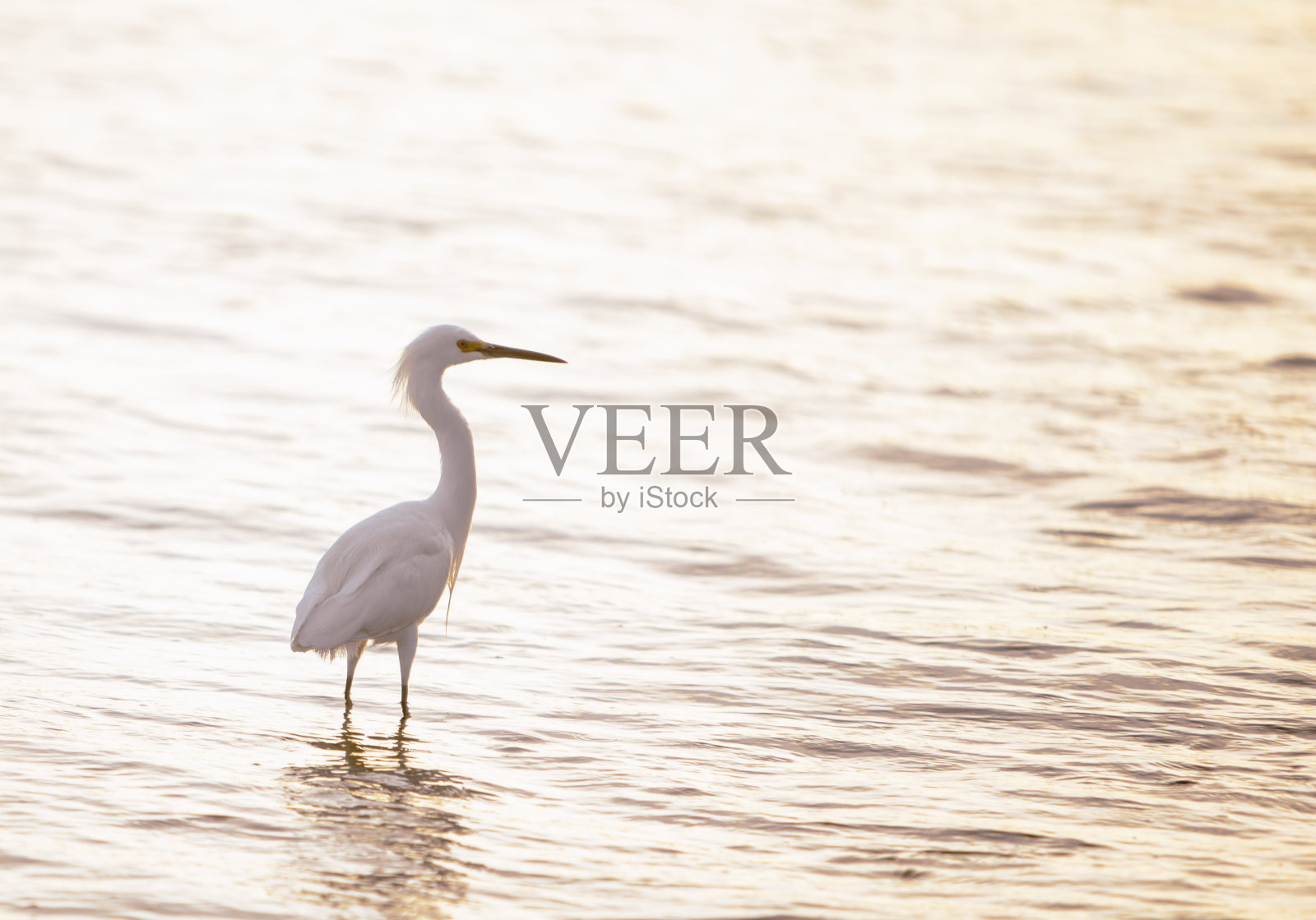 雪白鹭照片摄影图片