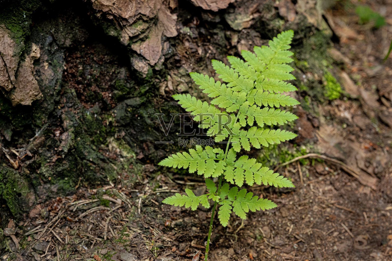 黑色背景上的绿色蕨类叶子。特写镜头。照片摄影图片