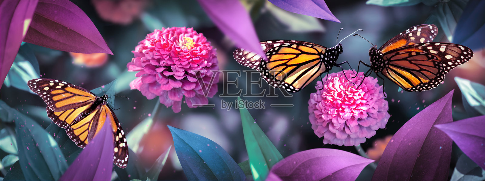 帝王蝶在仙女花园的粉红色花朵上。春天夏天的背景。横幅的格式。仙境花园。照片摄影图片