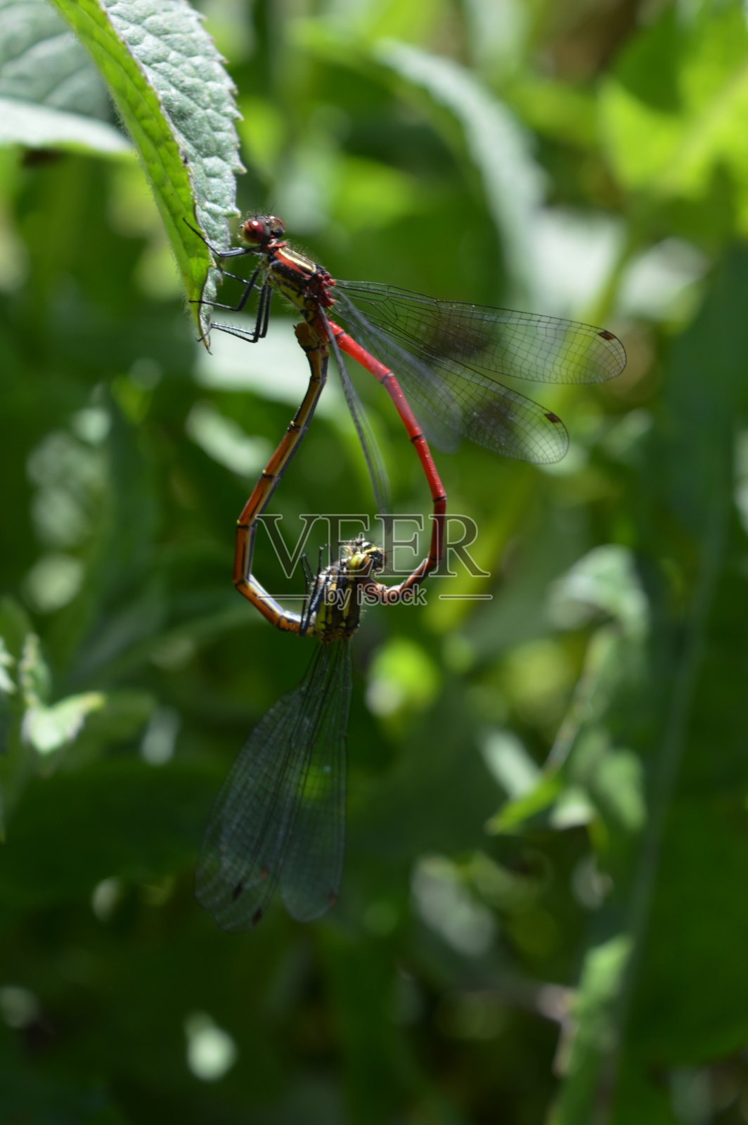 两只红蜻蜓在恋爱照片摄影图片