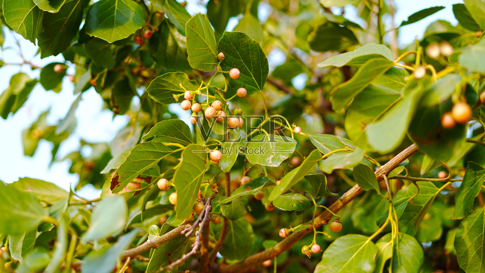粘科迪亚的特写。有选择性地聚焦于主题。科迪亚obliqua。照片摄影图片