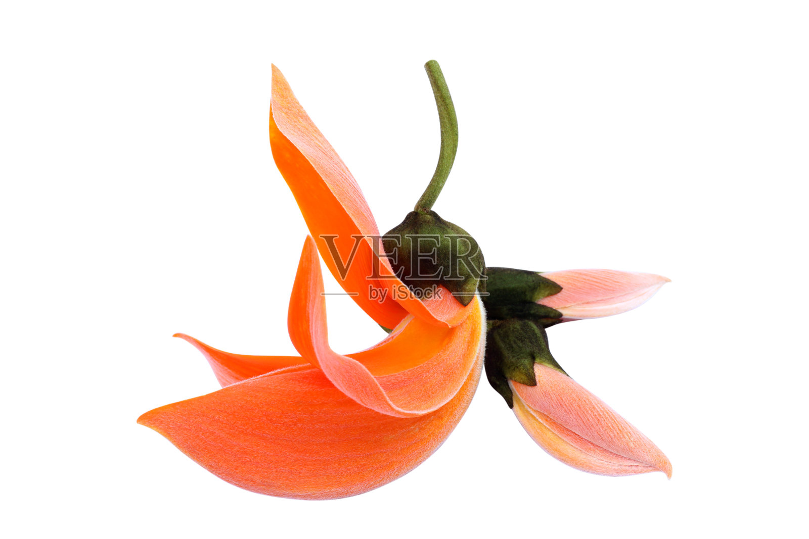 单种子或单种子花孤立在白色上照片摄影图片