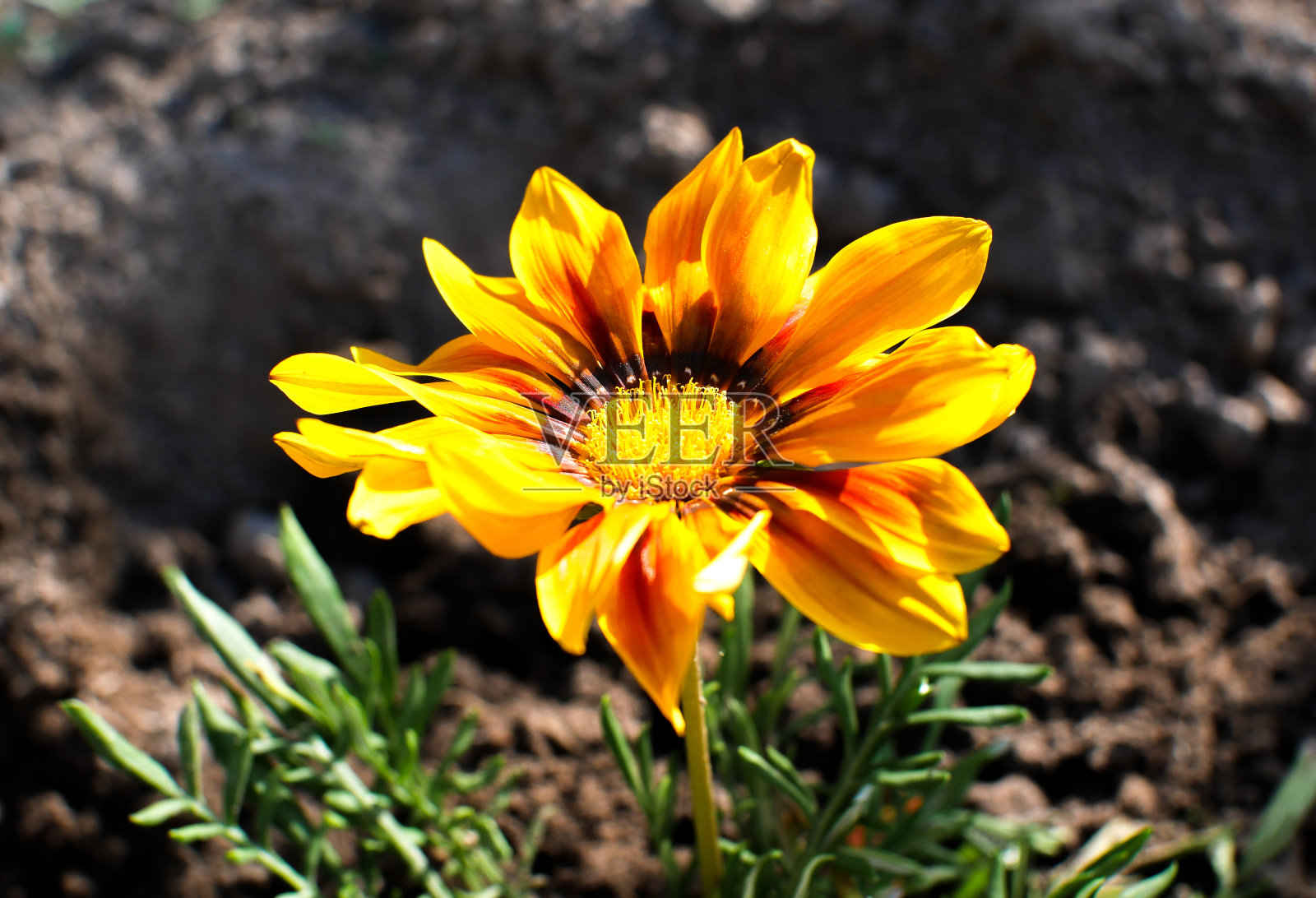 美丽的黄金盏花生长在绿色的家花园里。夏天自然照片。家庭园艺。花浇水。照片摄影图片