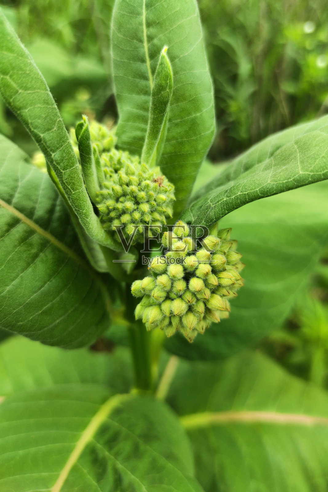 绿叶特写图像背景，花的纹理。照片摄影图片