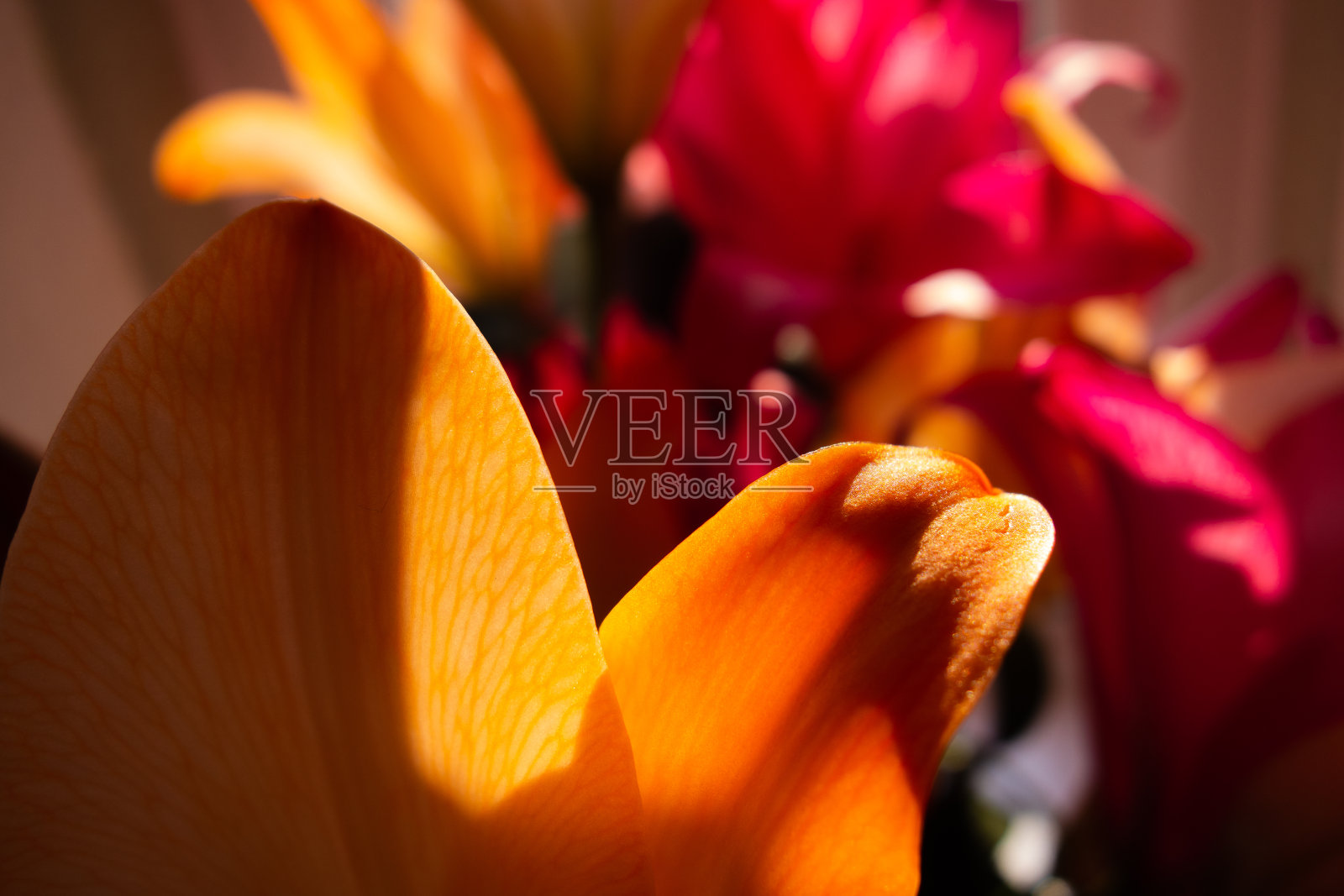 黄色的百合花照片摄影图片