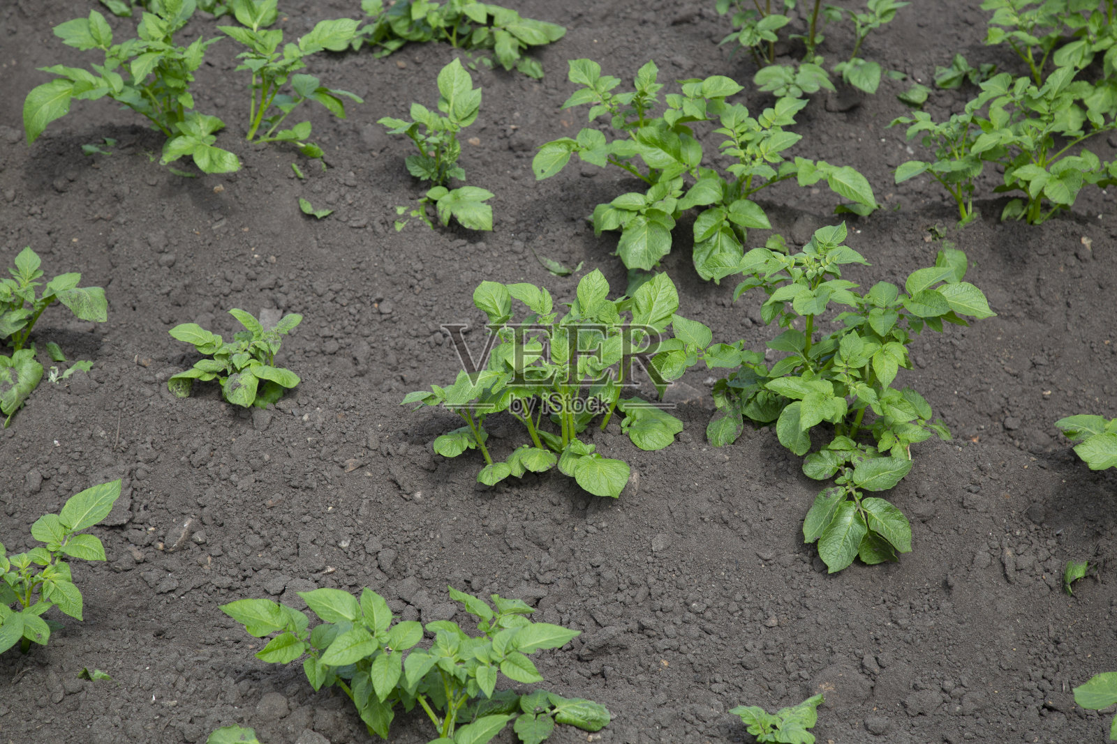 绿色的土豆叶子在地里照片摄影图片