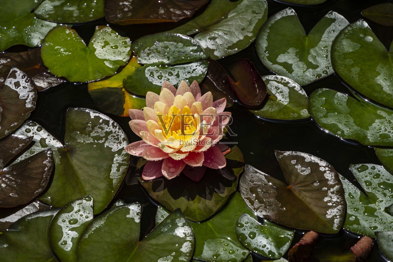 神奇的大热粉色睡莲或荷花橙色日落佩里在池塘。橙色的若虫花瓣被树叶包围，雨后被水滴覆盖。特写镜头。大自然中的花卉景观。照片摄影图片