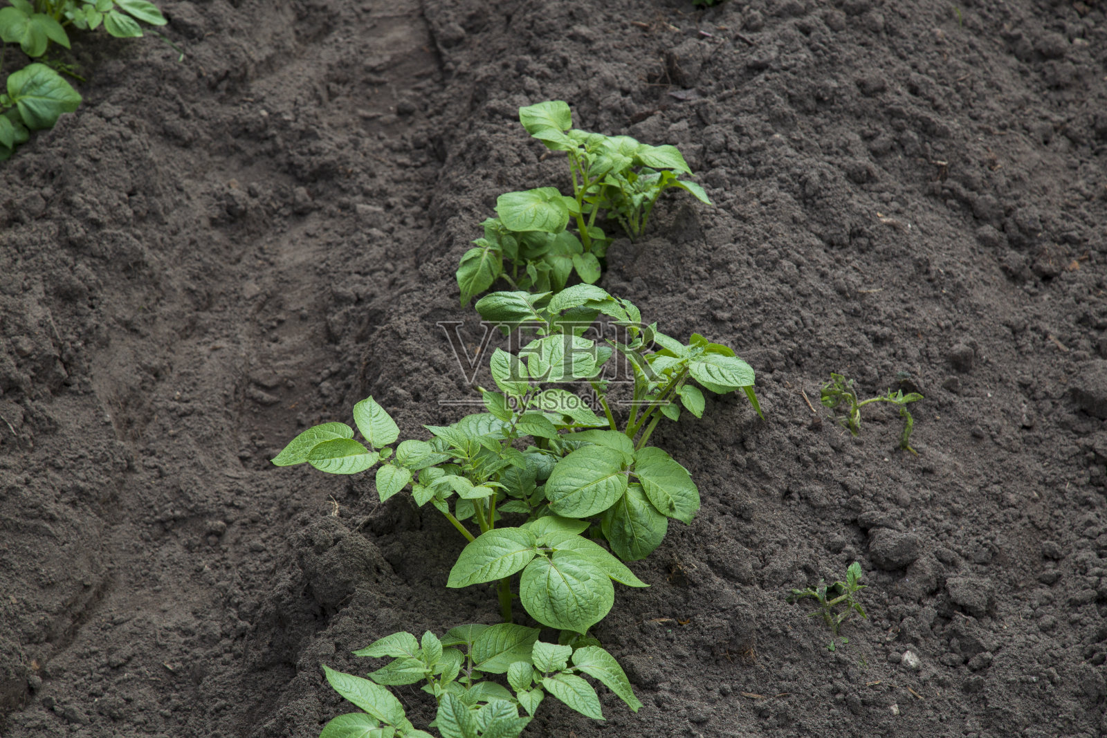 绿色的土豆叶子在地里照片摄影图片