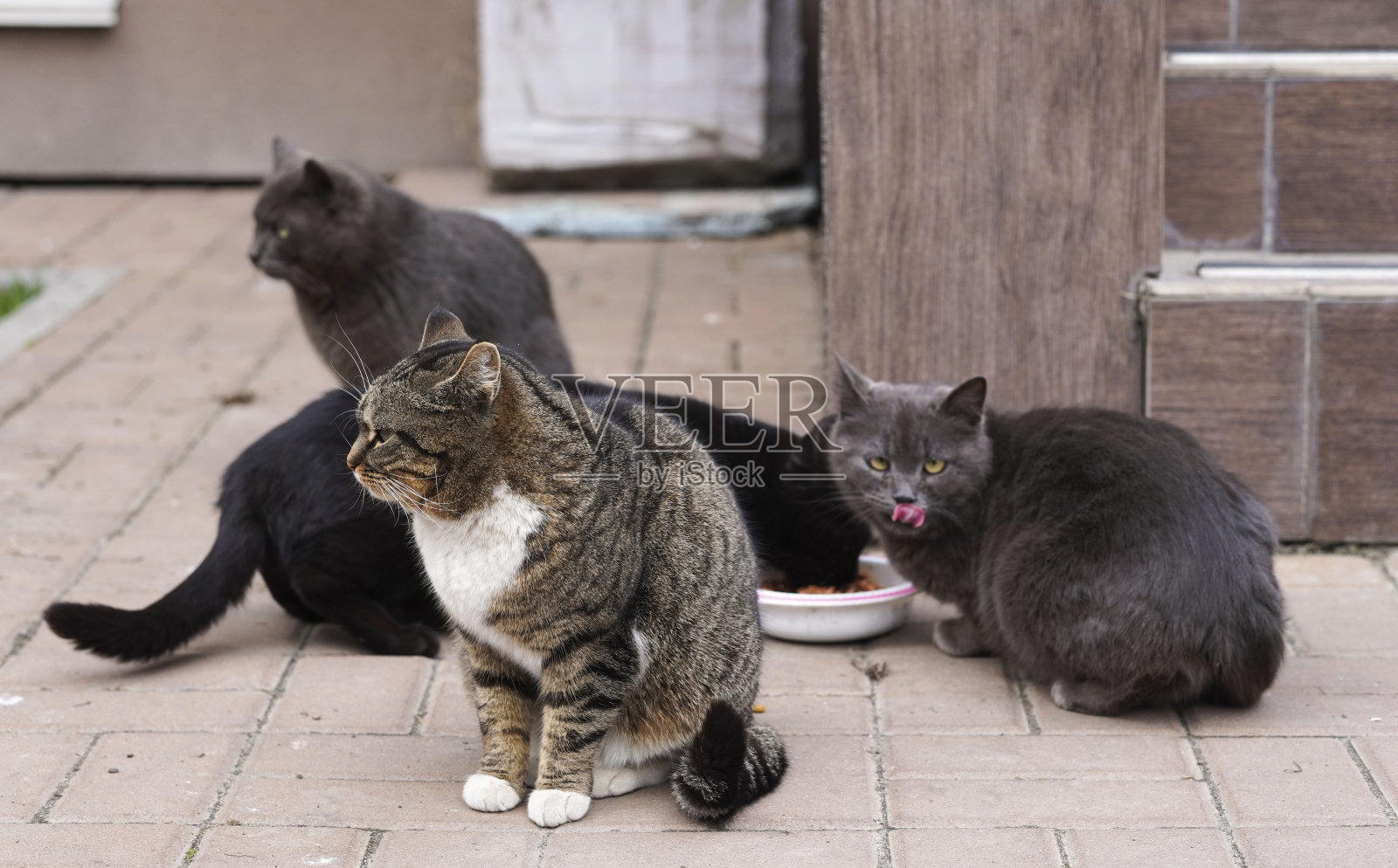 被遗弃无家可归的四只猫吃猫食。宠物在街上。可怜的流浪猫。流浪猫的肖像。特写镜头。照片摄影图片