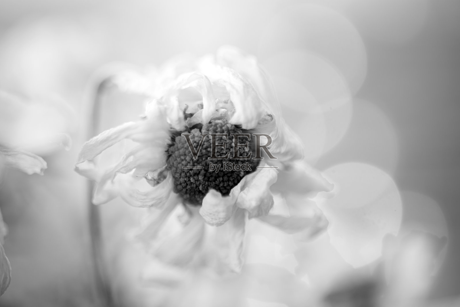 干花和散景，以黑白木色为背景。古老却刻骨铭心的爱情。记忆。照片摄影图片