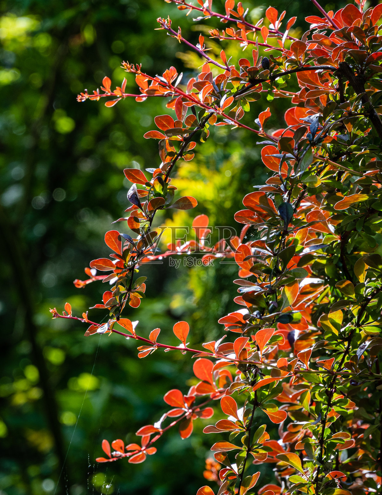 美丽的紫色叶子在弯曲的树枝上的小檗。模糊的背景常绿植物。有选择性的重点。设计的自然概念。照片摄影图片