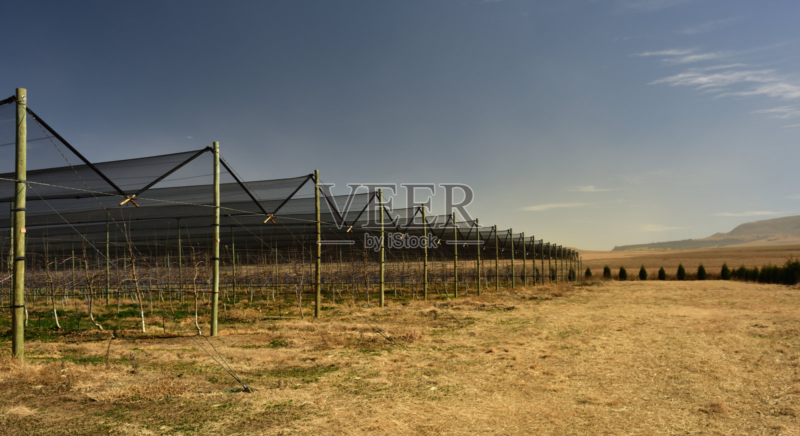 一长排整齐的黑色苹果网保护着苹果树照片摄影图片