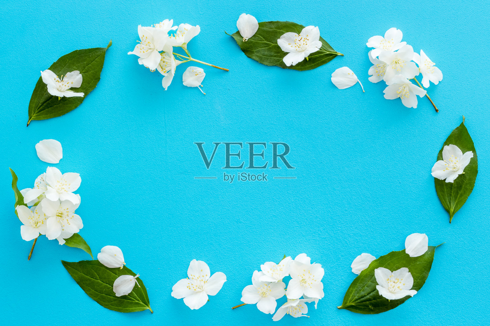 白色的茉莉花，叶子是绿色的照片摄影图片