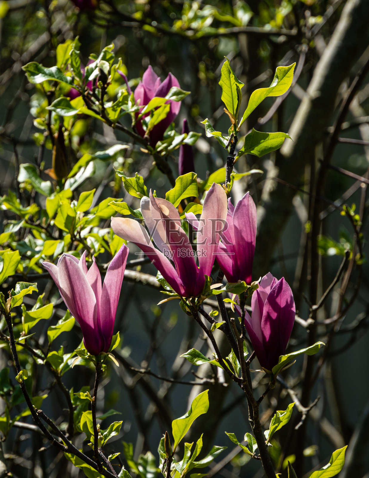 大花蕾的粉红色的花苏珊木兰(木兰百合科x木兰星形)在模糊的背景绿色的叶子。有选择性的重点。设计的自然概念。放置你的文本。2021年春季照片摄影图片