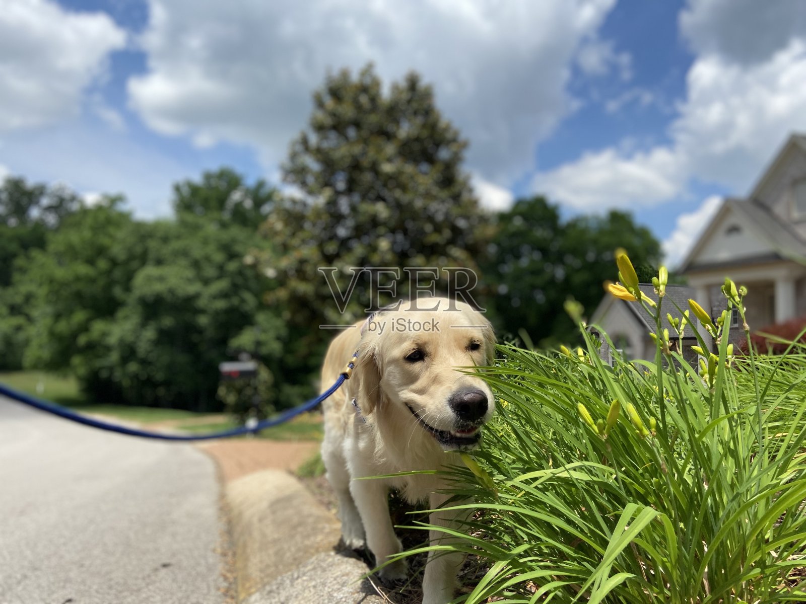 快乐的金毛猎犬在散步照片摄影图片