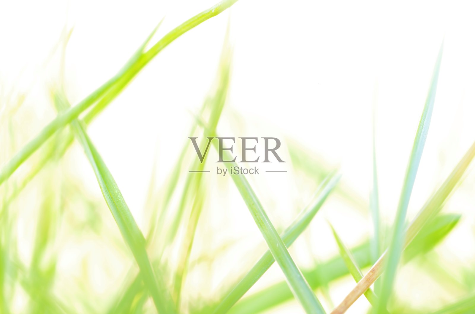 抽象的背景与草叶照片摄影图片