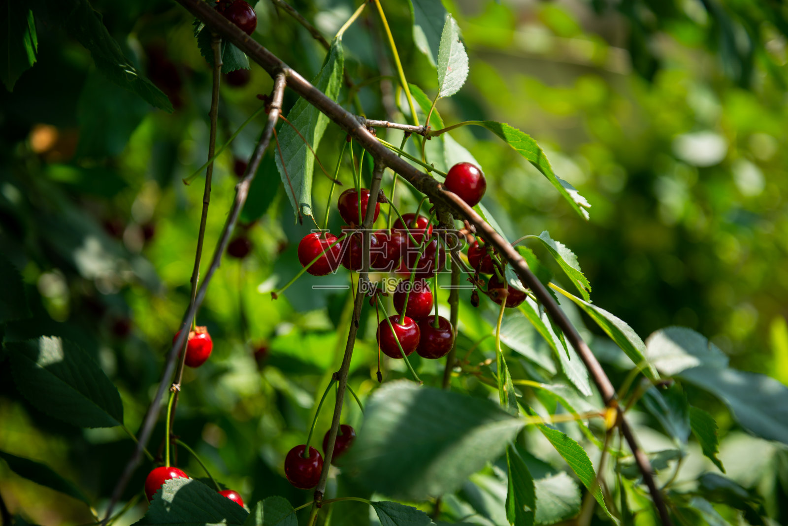 红色成熟的樱桃浆果李子subg。夏季菜园里的樱桃树。照片摄影图片