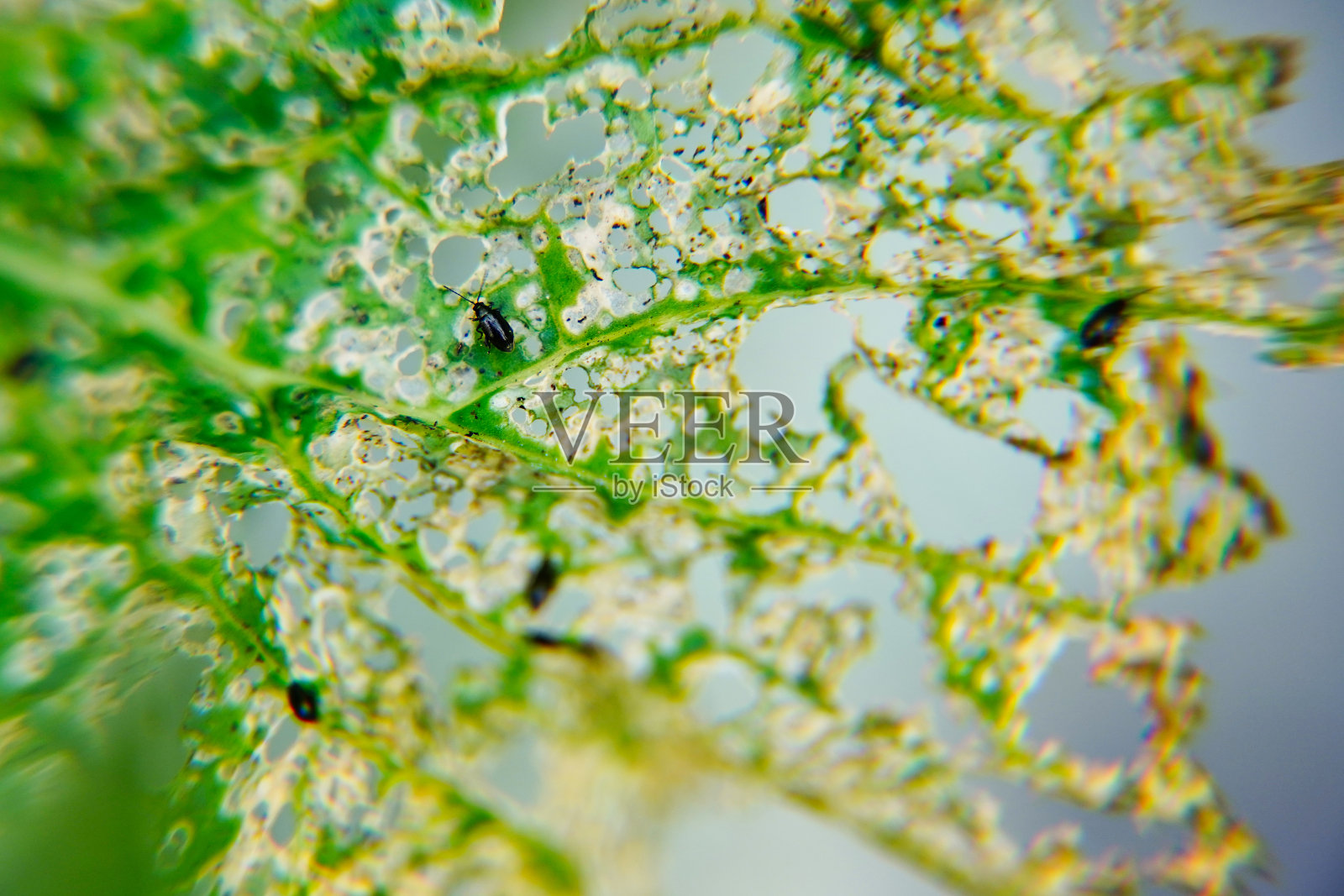 选择性焦点中心农业害虫在自然的背景下，作为有病的植物对叶子的损害，表面受损，被昆虫或疾病作为杀虫剂或除草剂吃掉。照片摄影图片