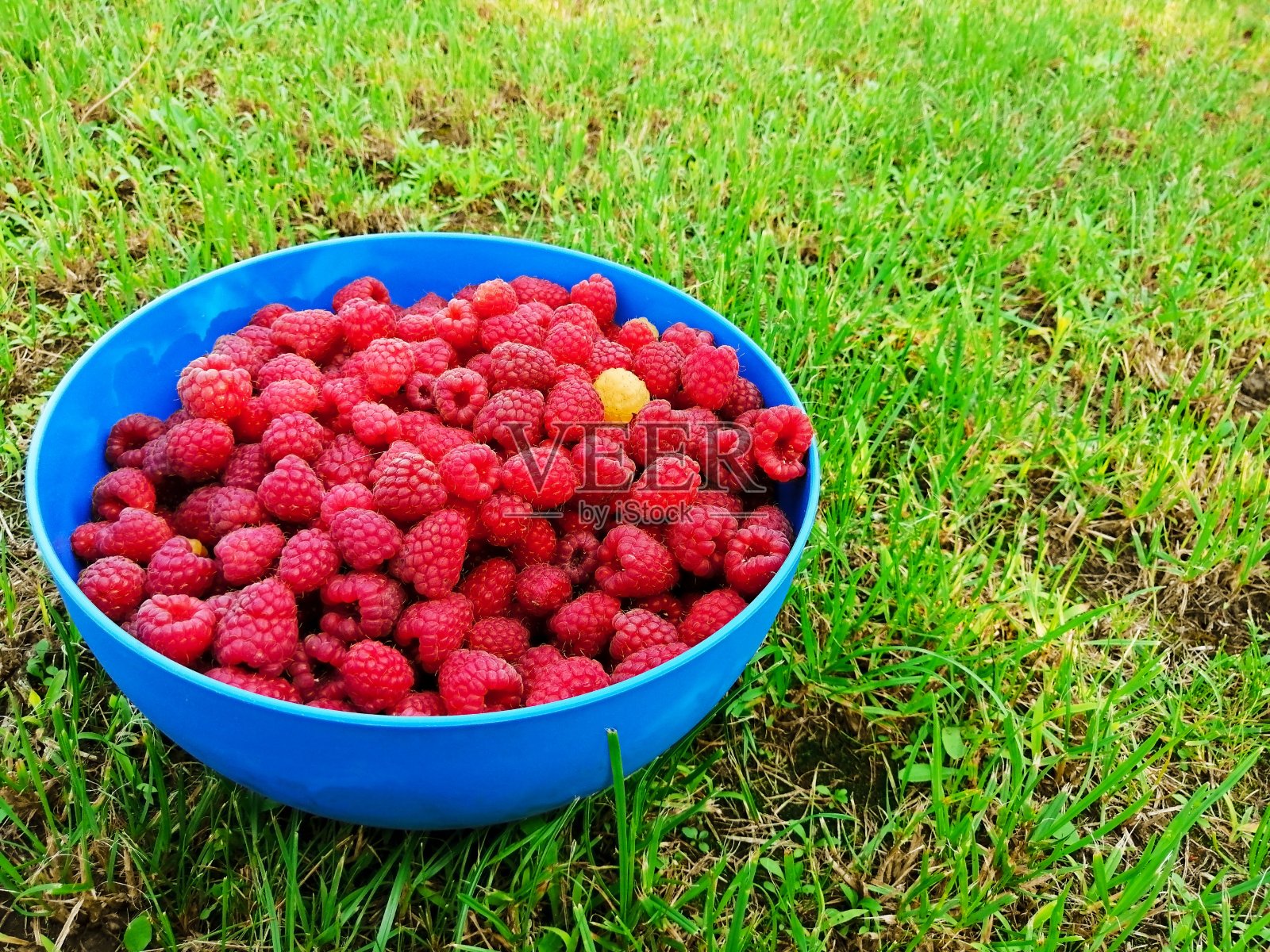 绿草坪上的蓝碗里盛着覆盆子照片摄影图片
