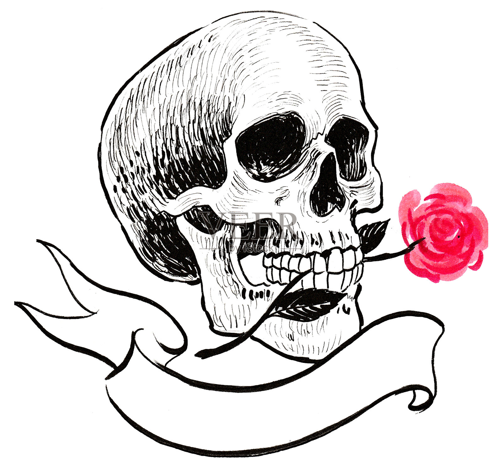 头骨和玫瑰插画图片素材