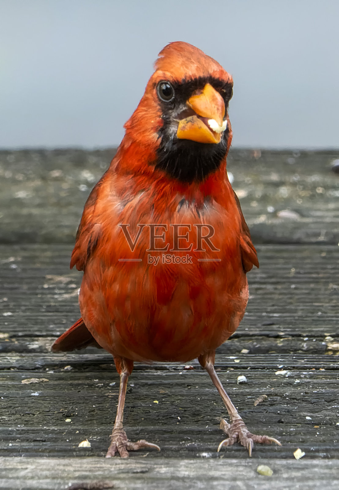 北方红衣主教在海面上漫步照片摄影图片