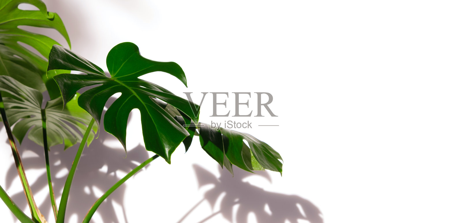 Monstera deliciosa叶与阴影在白色的背景照片摄影图片