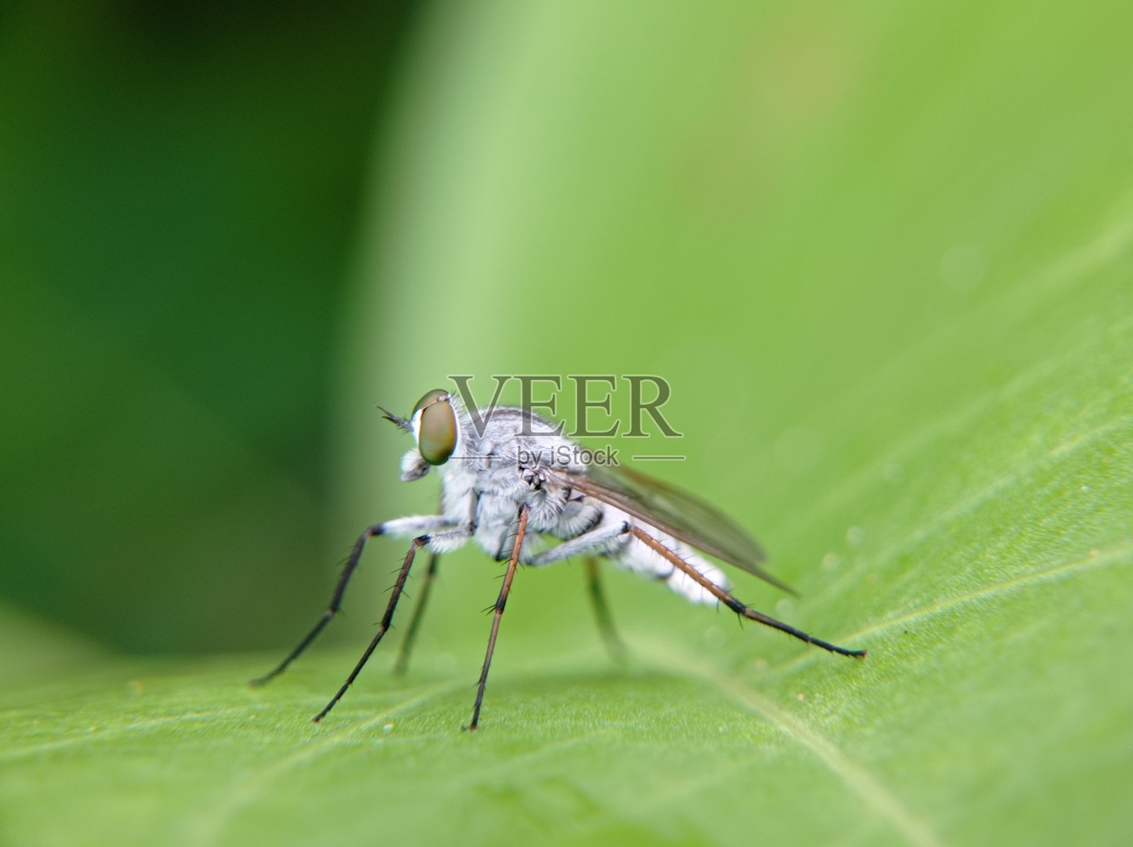 叶子上的一只白苍蝇照片摄影图片
