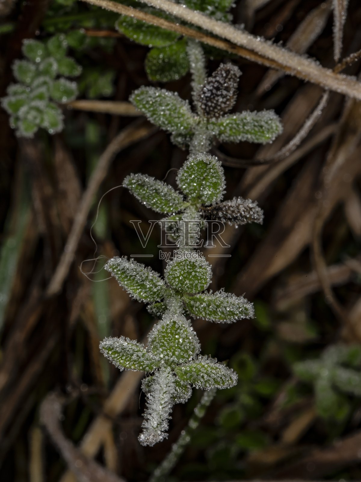 秋林地植物的霜冻。照片摄影图片