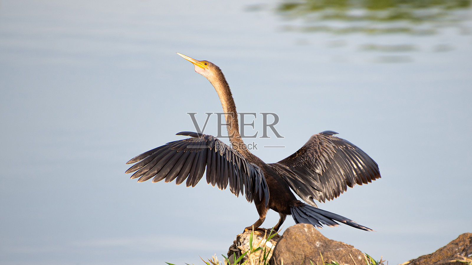 巴西水鸟在阳光下晾晒翅膀，自然光，选择性聚焦。照片摄影图片