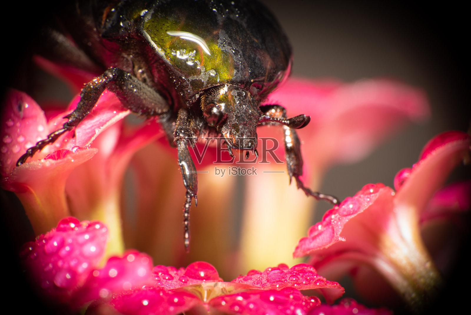 甲虫，甲虫的宏观细节小露珠红色花与黑色背景，选择性聚焦。照片摄影图片