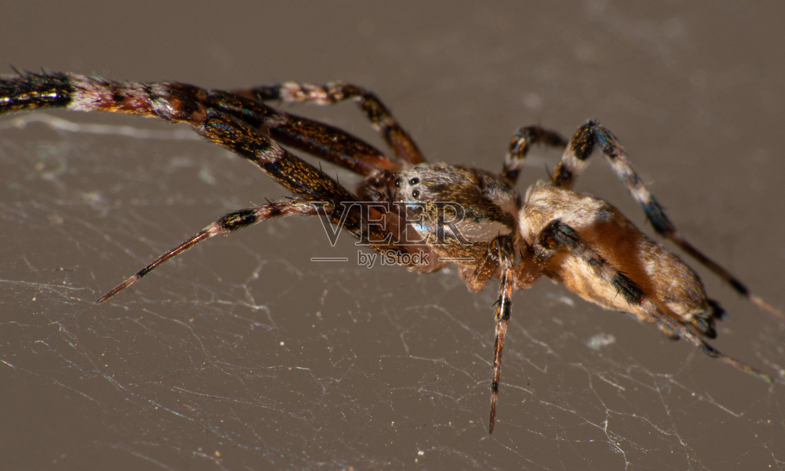 蛛网上的蜘蛛，微距摄影，深色背景，选择性聚焦。照片摄影图片