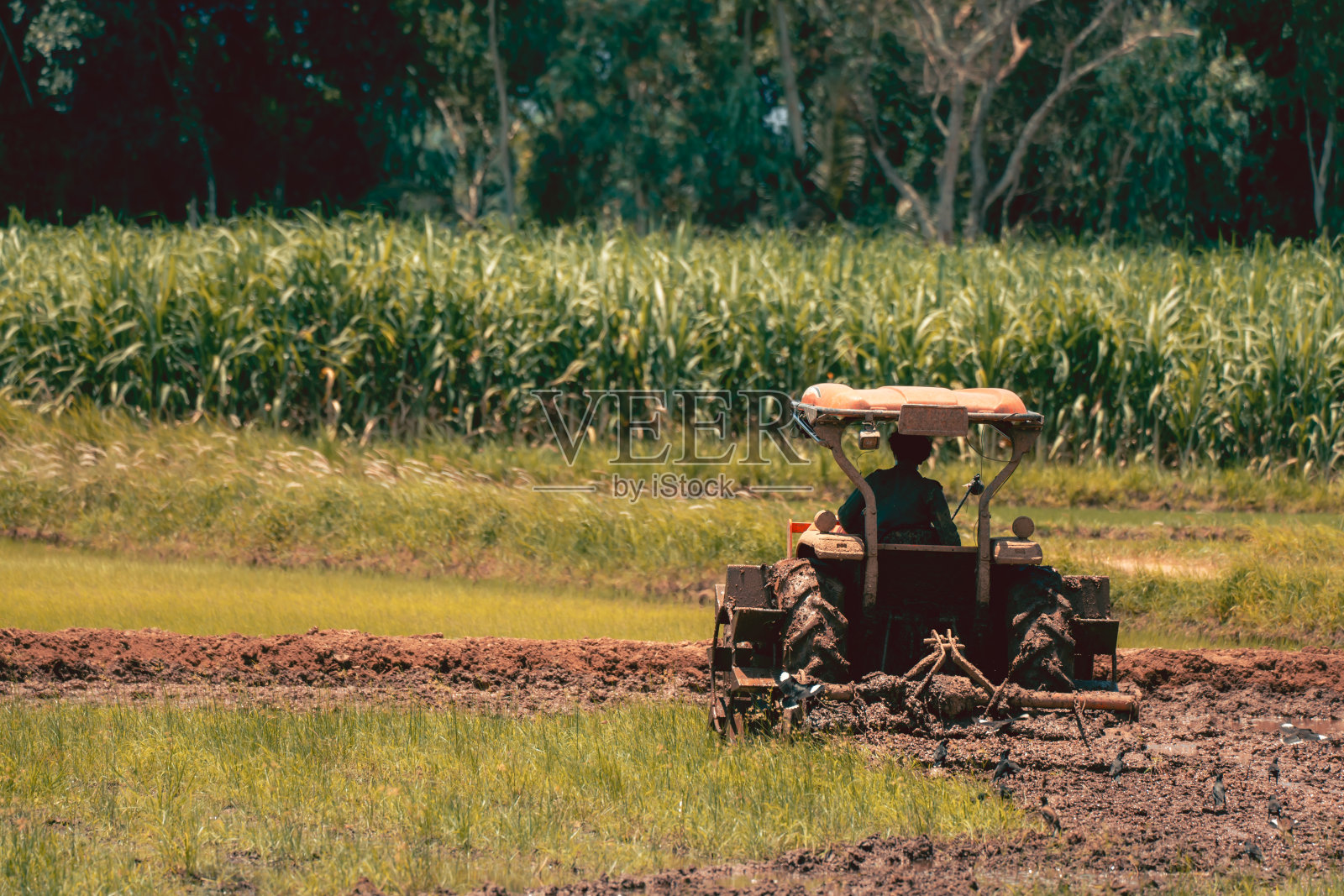 拖拉机在泥浆地里为水稻种植工作照片摄影图片