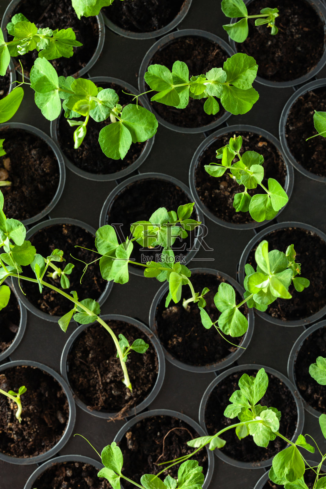 幼苗照片摄影图片