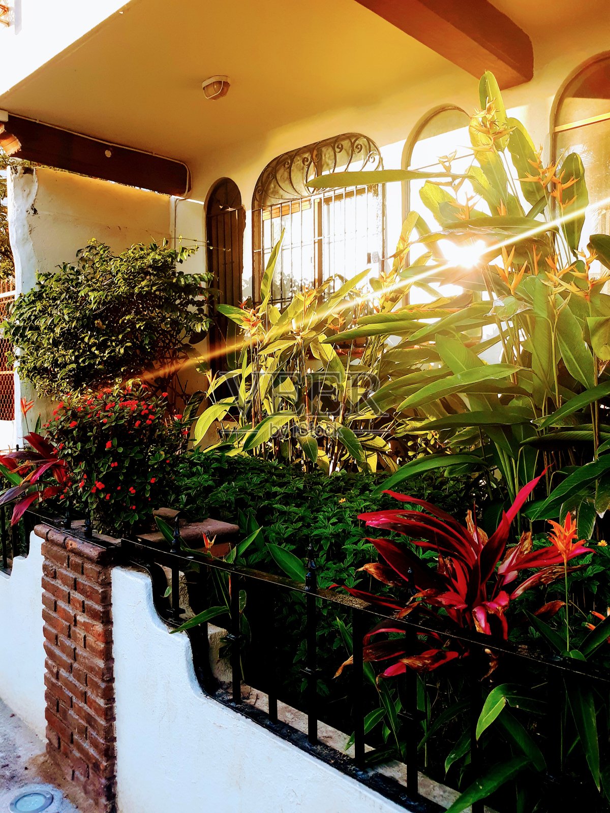 墨西哥的老式殖民风格建筑，绿色植物不断增长照片摄影图片