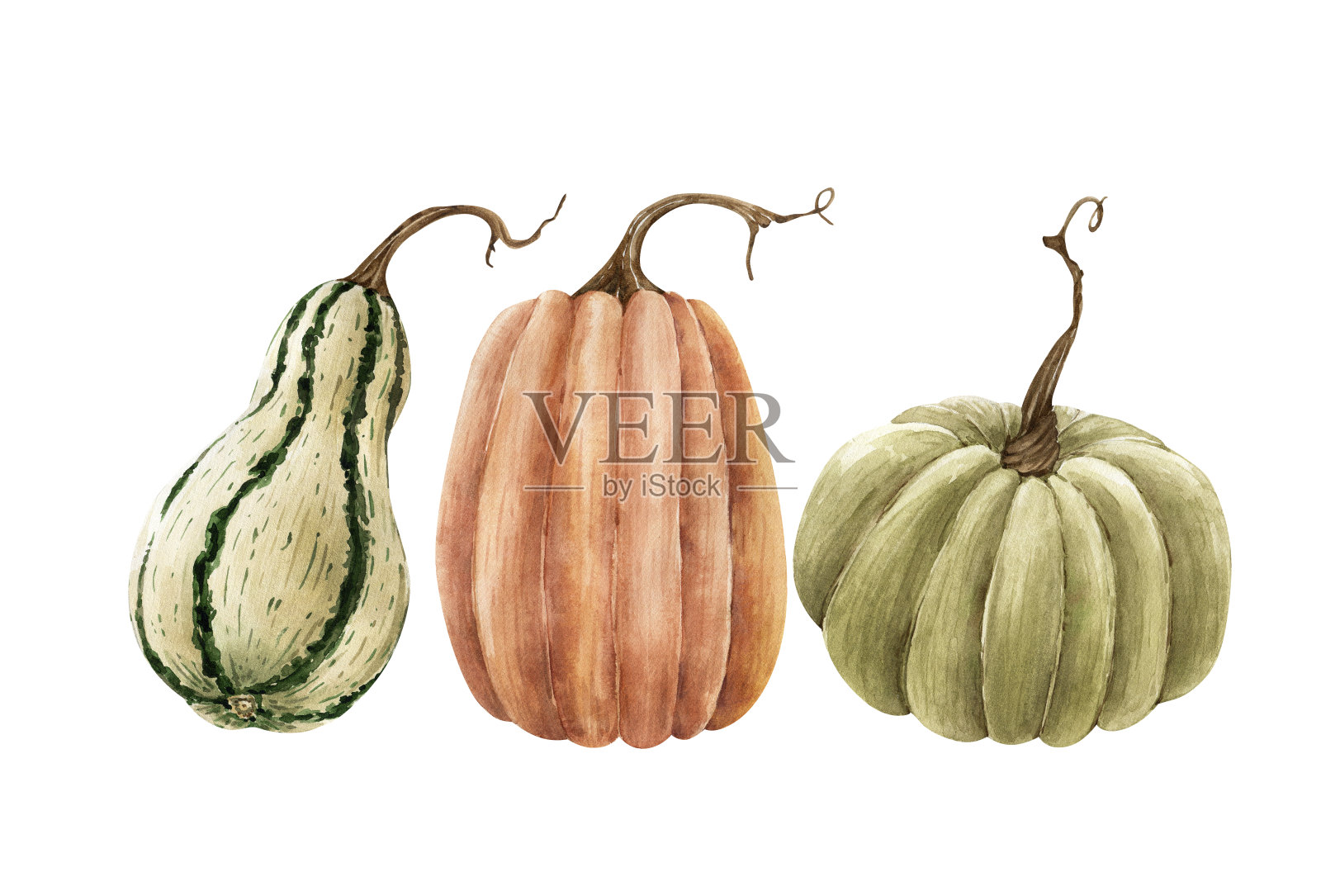 一套水彩插图素食餐绿色和橙色南瓜。白色背景上的蔬菜，手绘插画图片素材