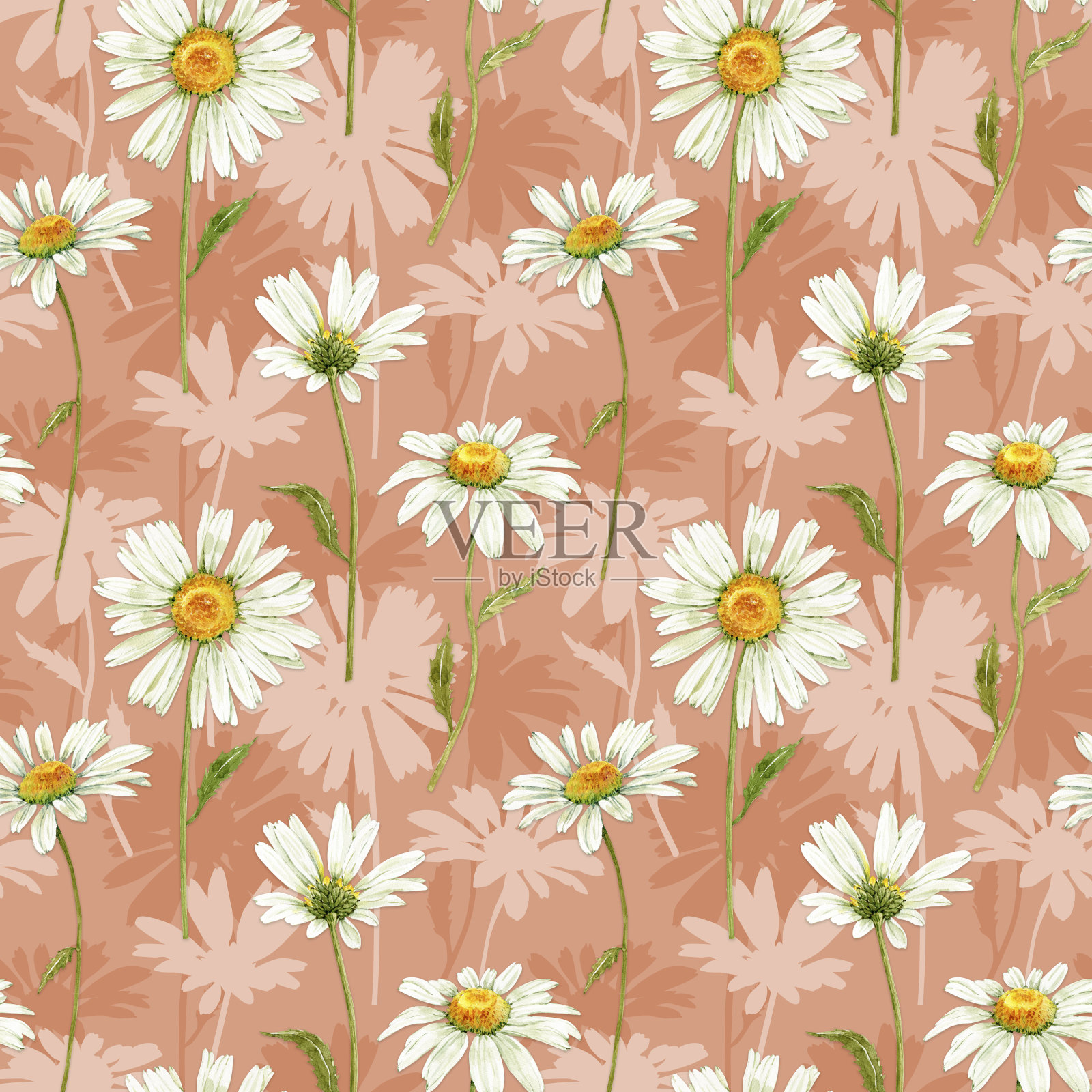 无缝模式与白色草地花洋甘菊在粉红色的背景，插图水彩插画图片素材