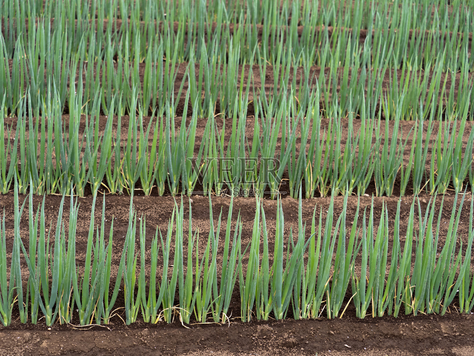 长木场照片摄影图片