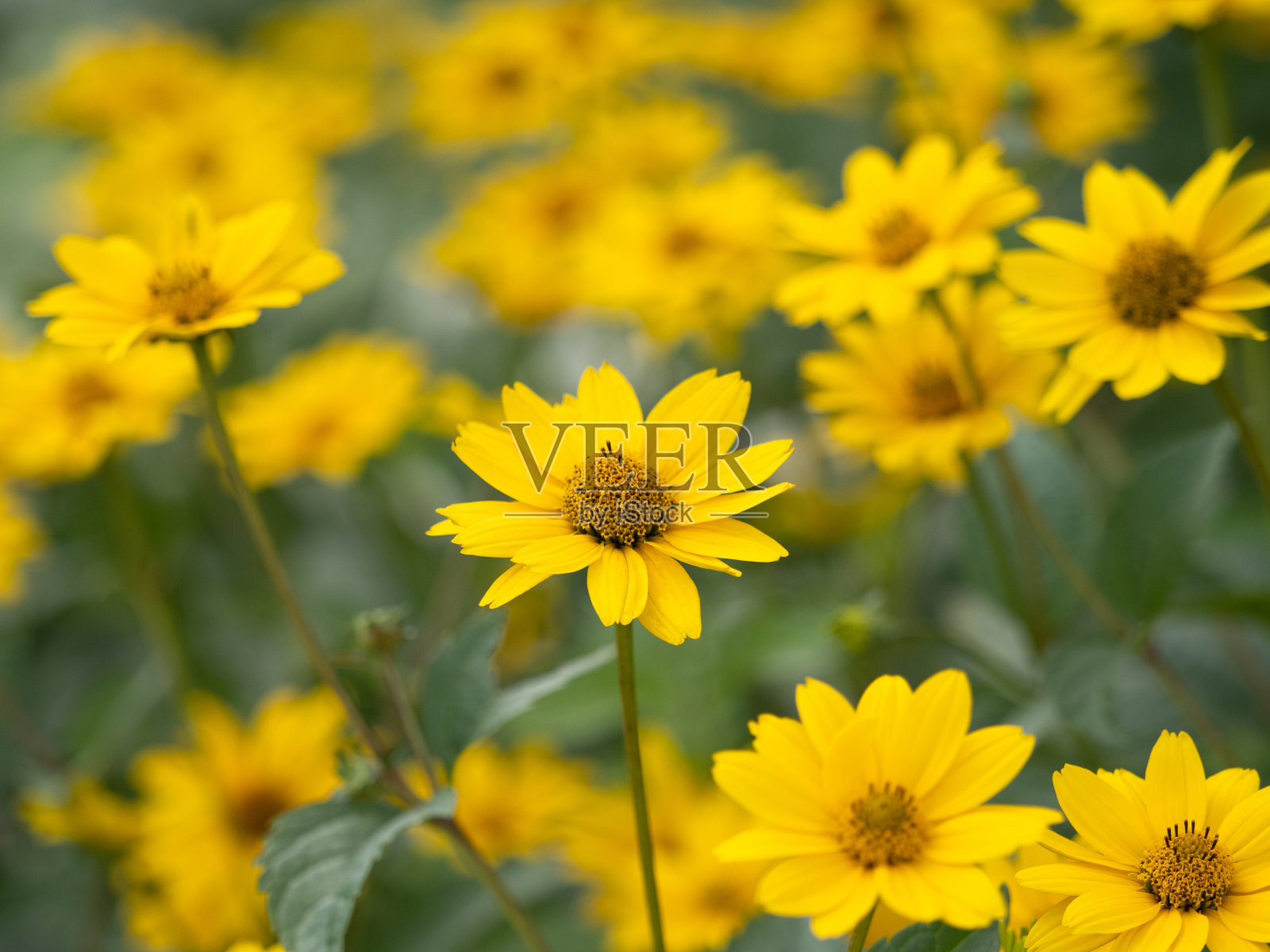 虚假的向日葵照片摄影图片