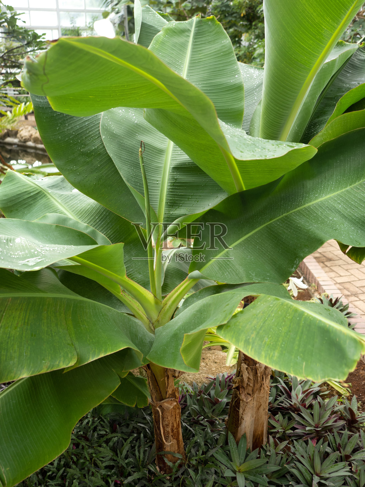一棵叫桑札克香蕉的香蕉树照片摄影图片