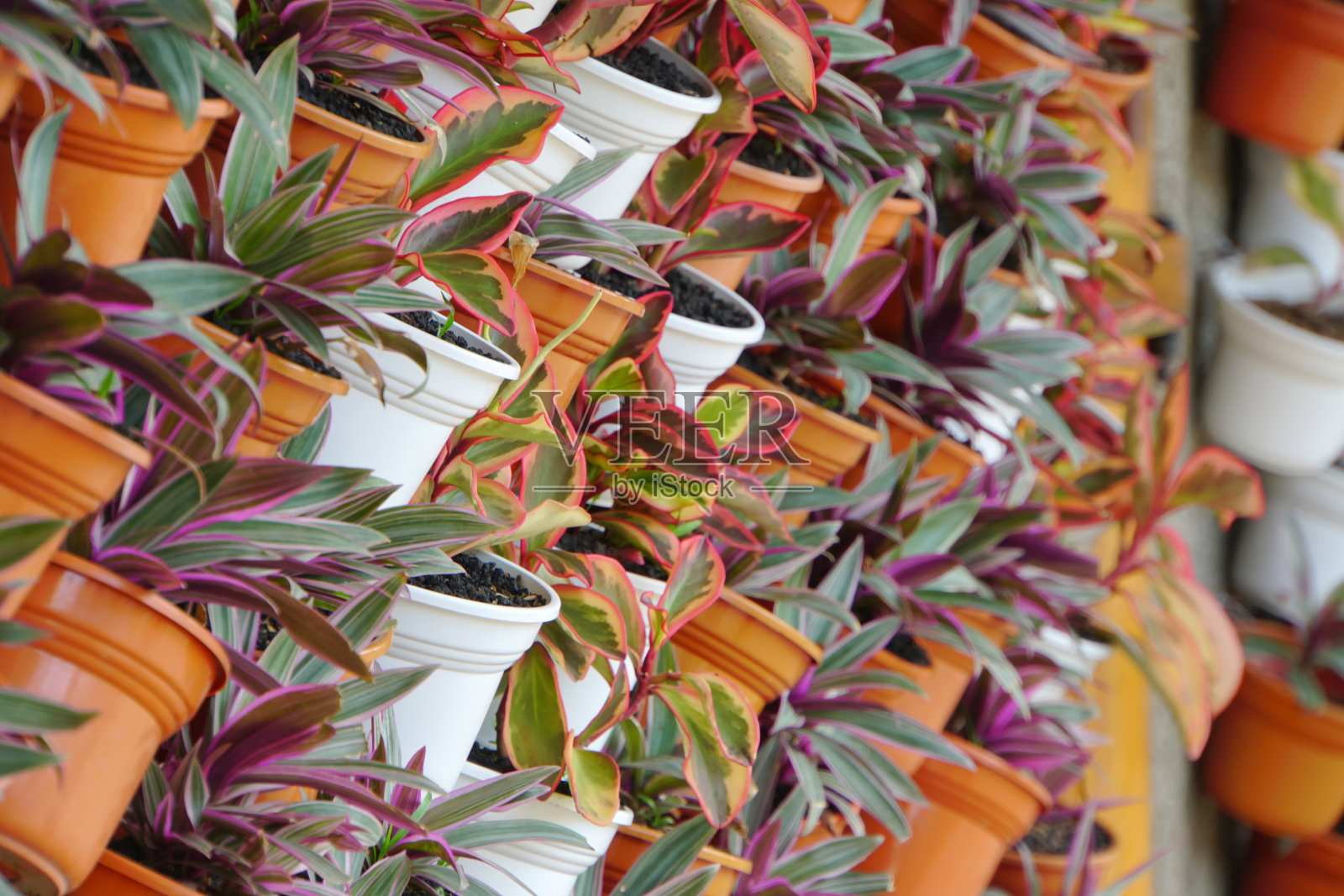 花盆挂在墙上。照片摄影图片