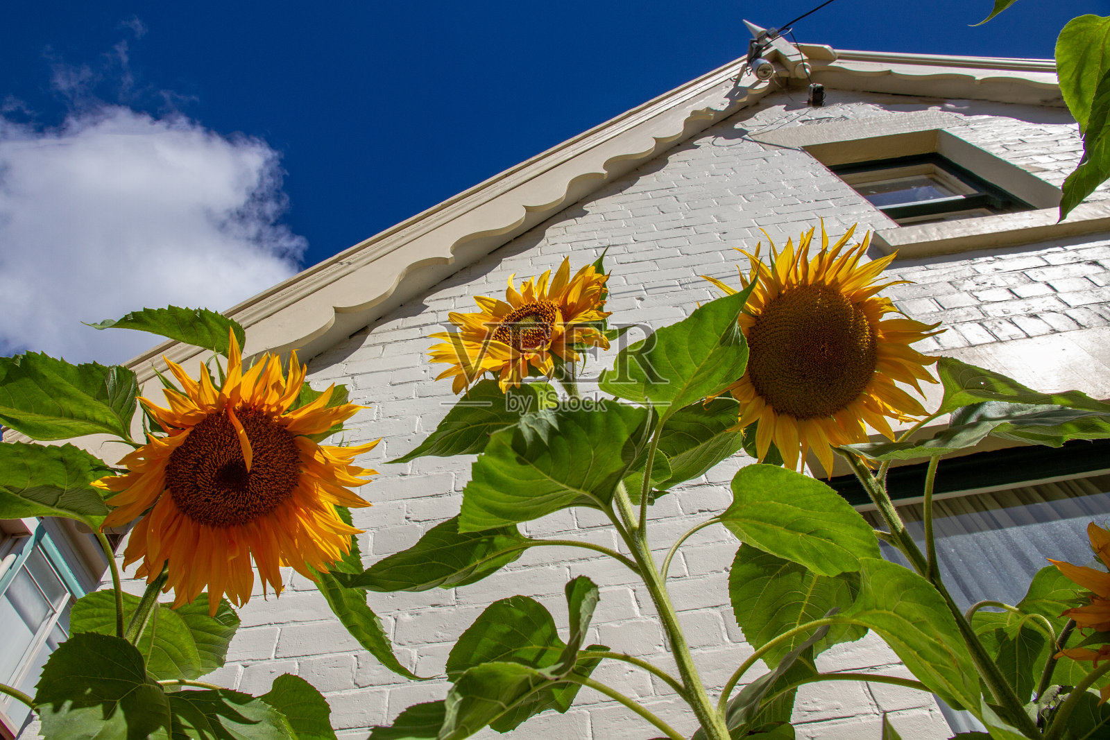 向日葵照片摄影图片