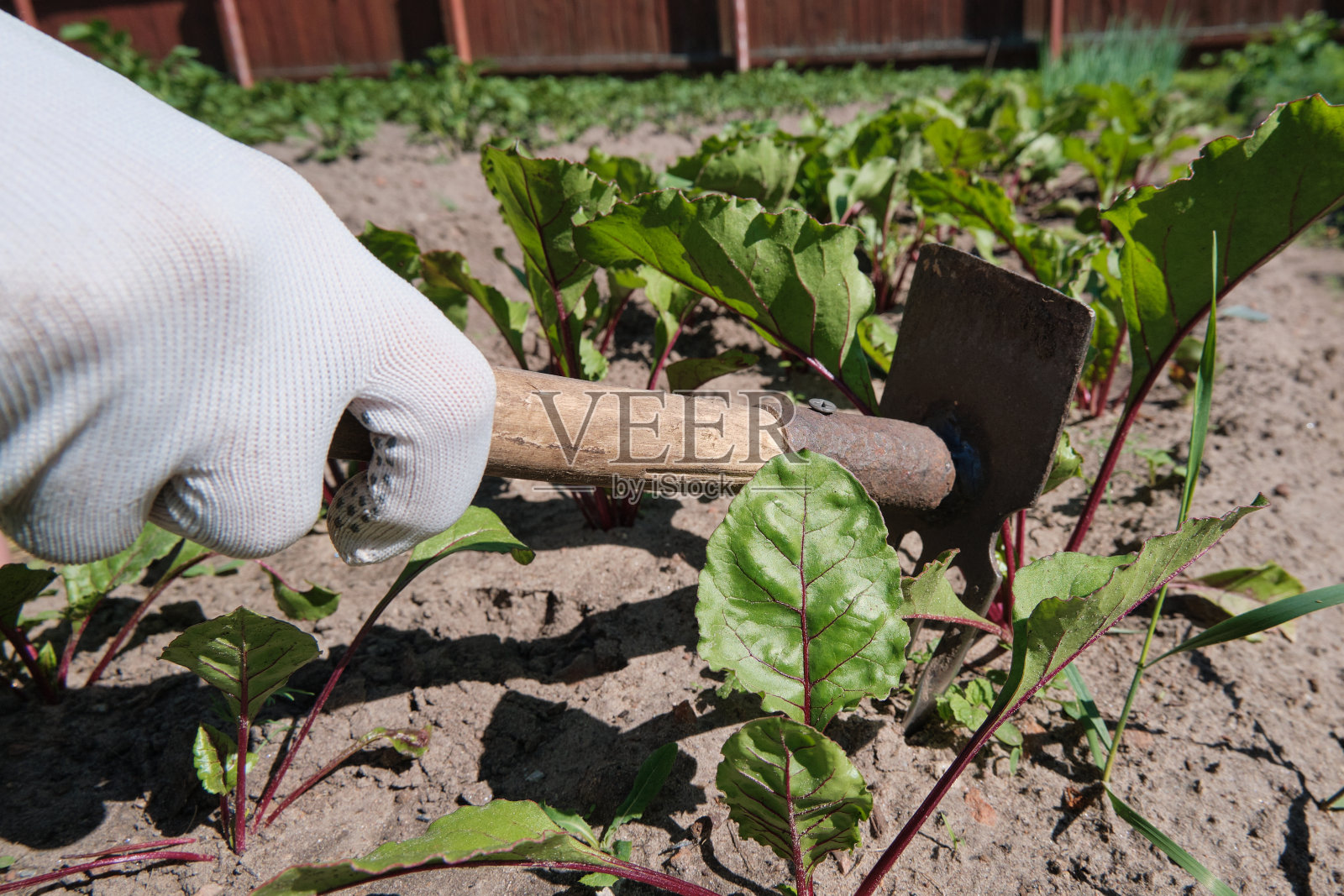 女农民清除田间杂草照片摄影图片
