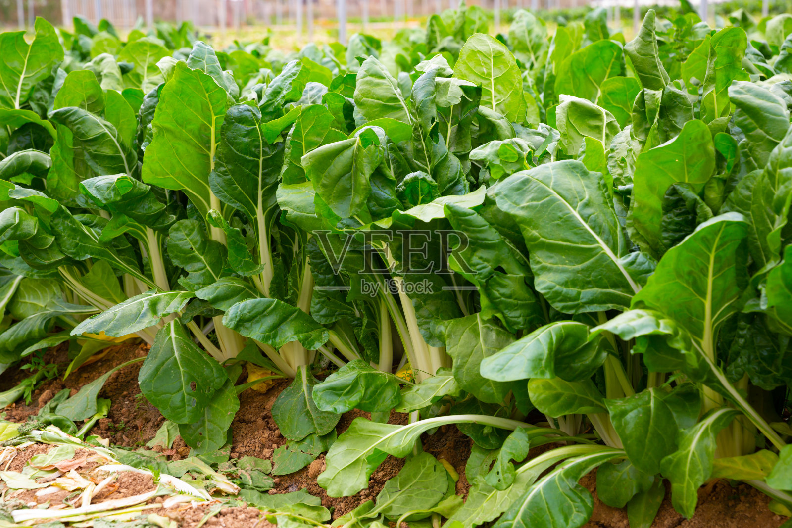 绿叶甜菜种植照片摄影图片