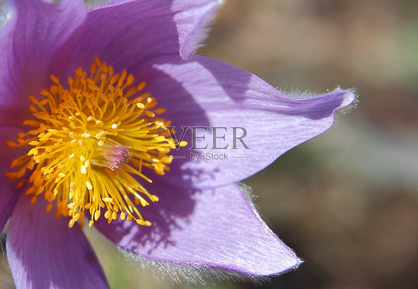 白头翁照片摄影图片