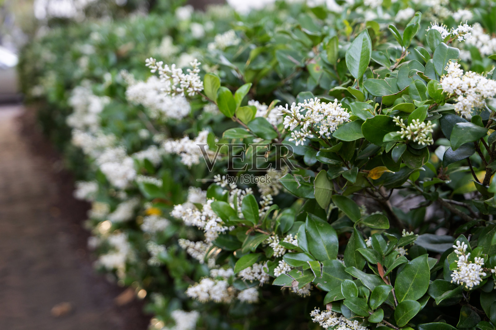 篱笆上盛开的茉莉花丛照片摄影图片